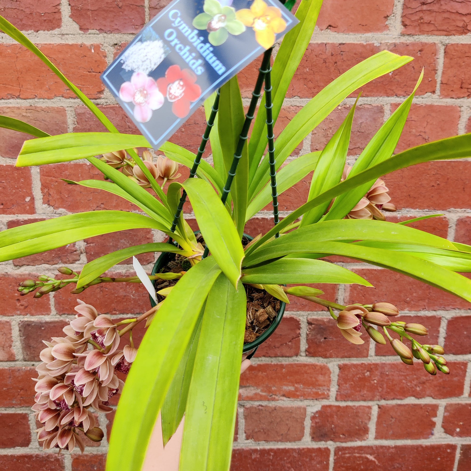 Orchid - Cascading Cymbidium Maroon Pink - 5 flower spikes - 17cm Hanging Basket
