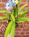 Orchid - Cascading Cymbidium Maroon Pink - 5 flower spikes - 17cm Hanging Basket