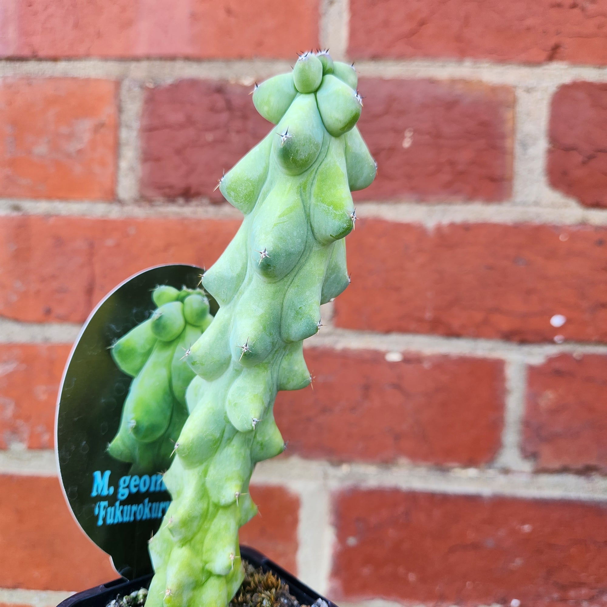 Blue Boobie Cactus - M. Geometrizans 'Fukurokuryuzinboku' - 7cm pot