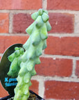 Blue Boobie Cactus - 7cm pot