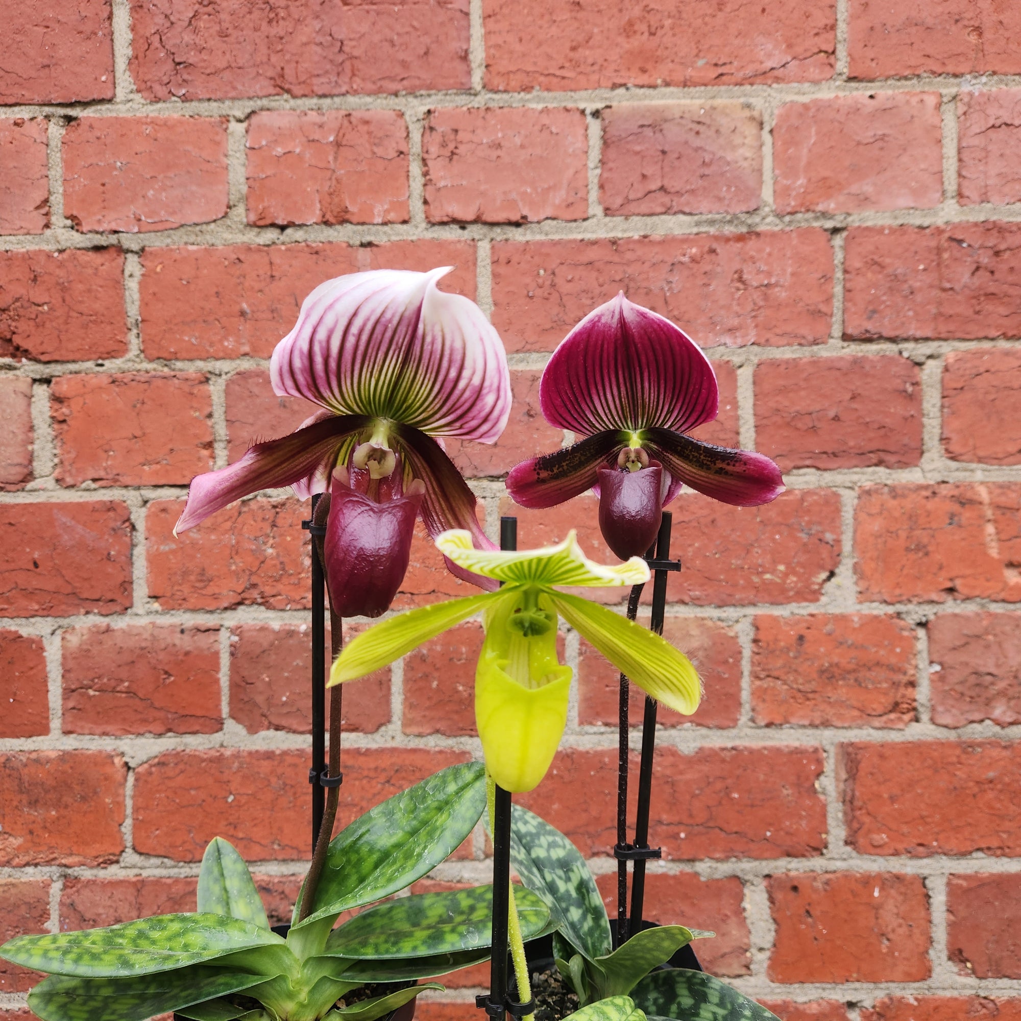 Slipper orchid - 10cm pot