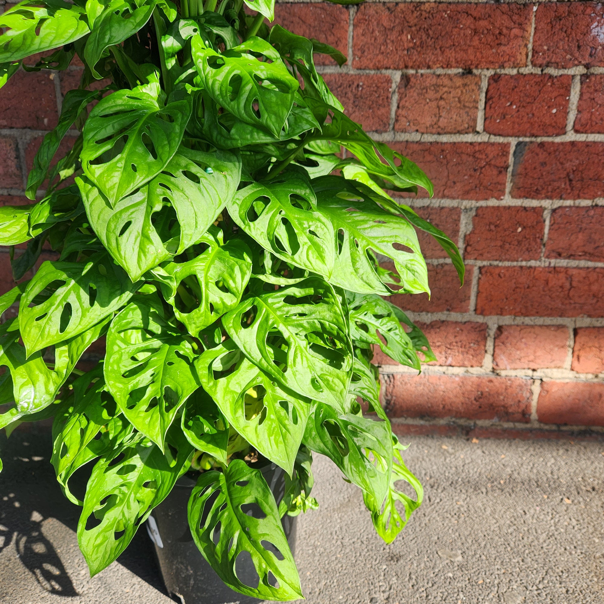 Swiss Cheese (Monstera Adansonii) - 20cm Pot