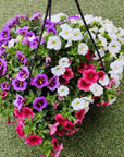 Calibrachoa Mix Wild Silk - 25cmHB