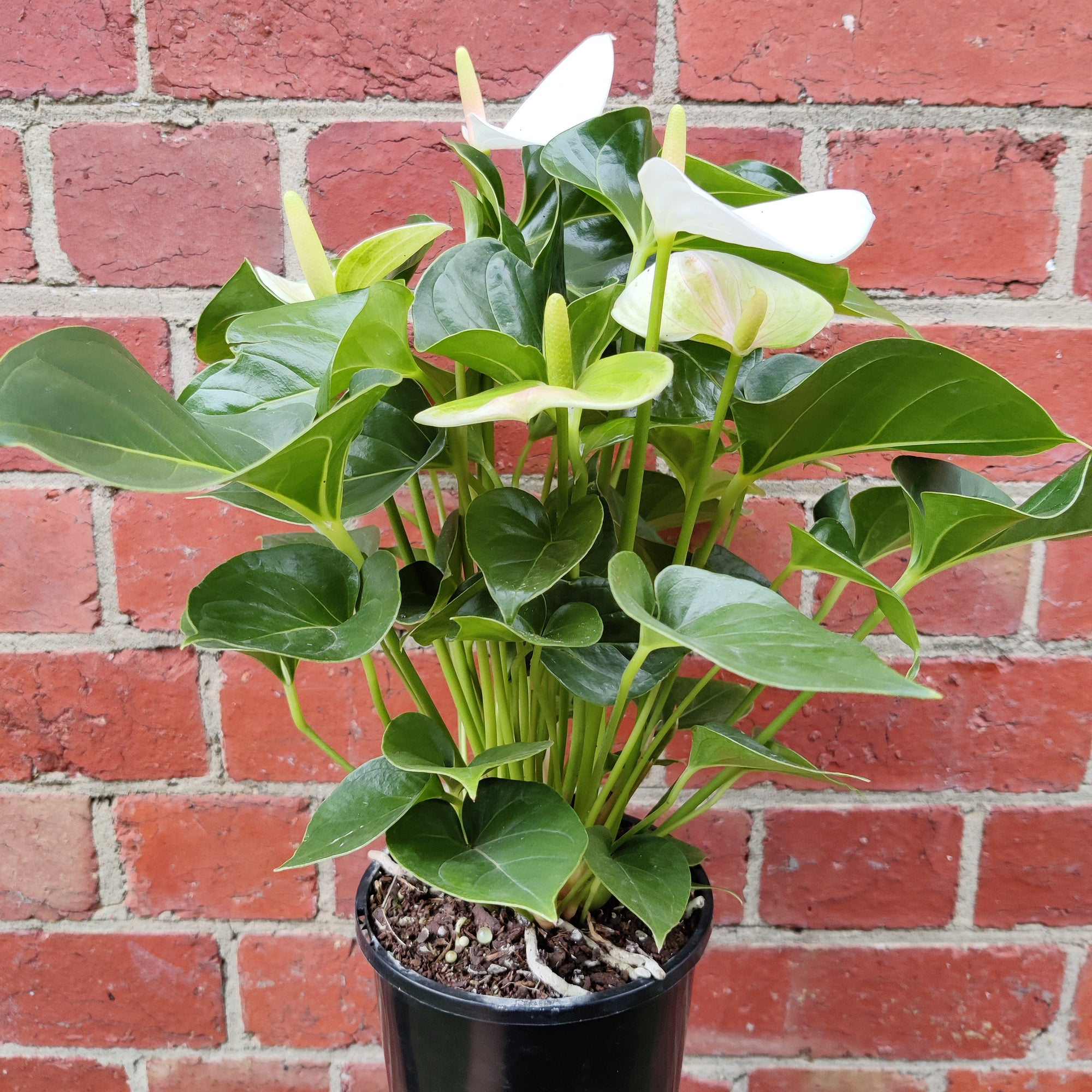 Anthurium - White heart 15cm pot