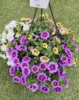 Calibrachoa Mix Wild Silk - 25cmHB