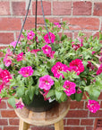 Petunia Sparkling Pink - 25cmHB