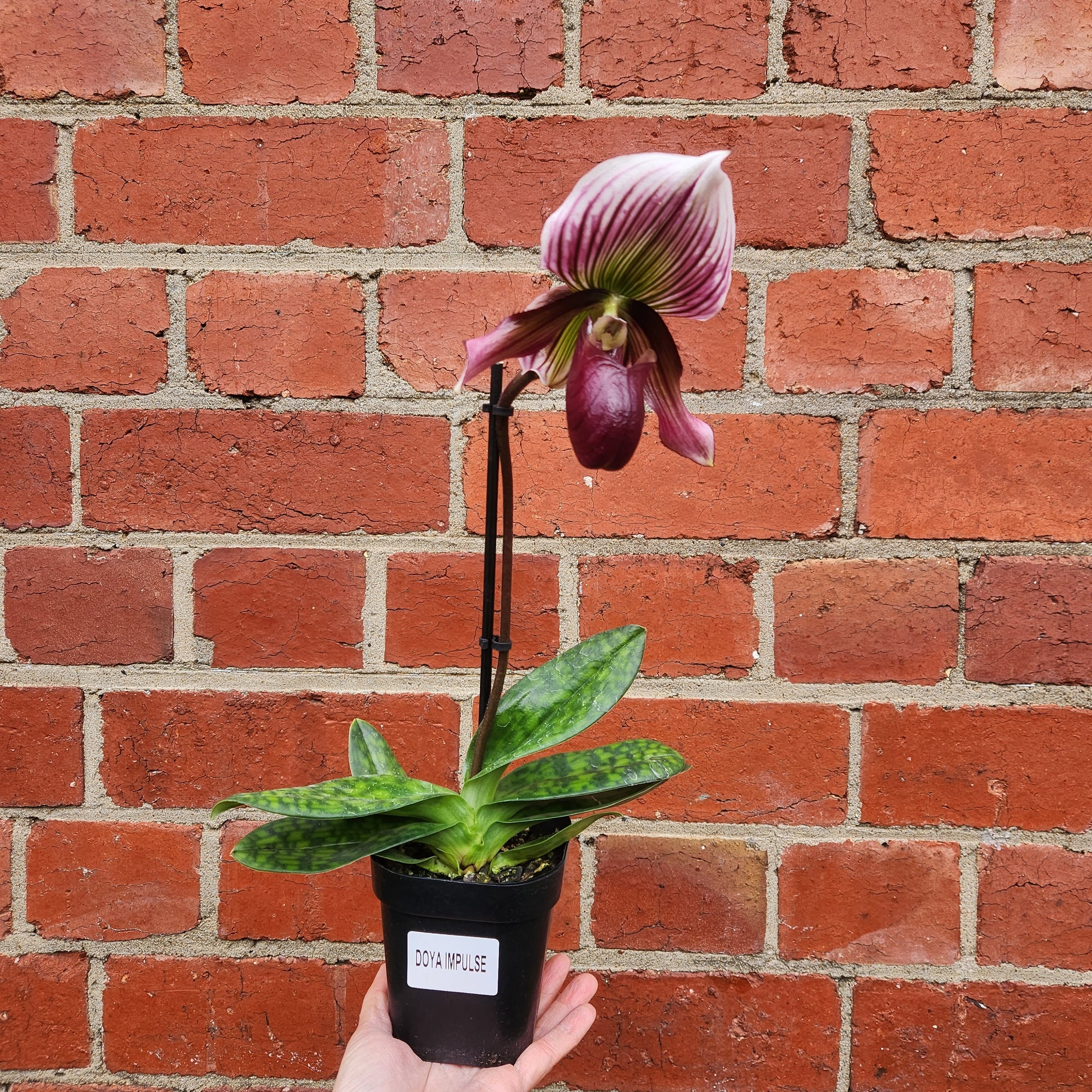 Slipper orchid - 10cm pot