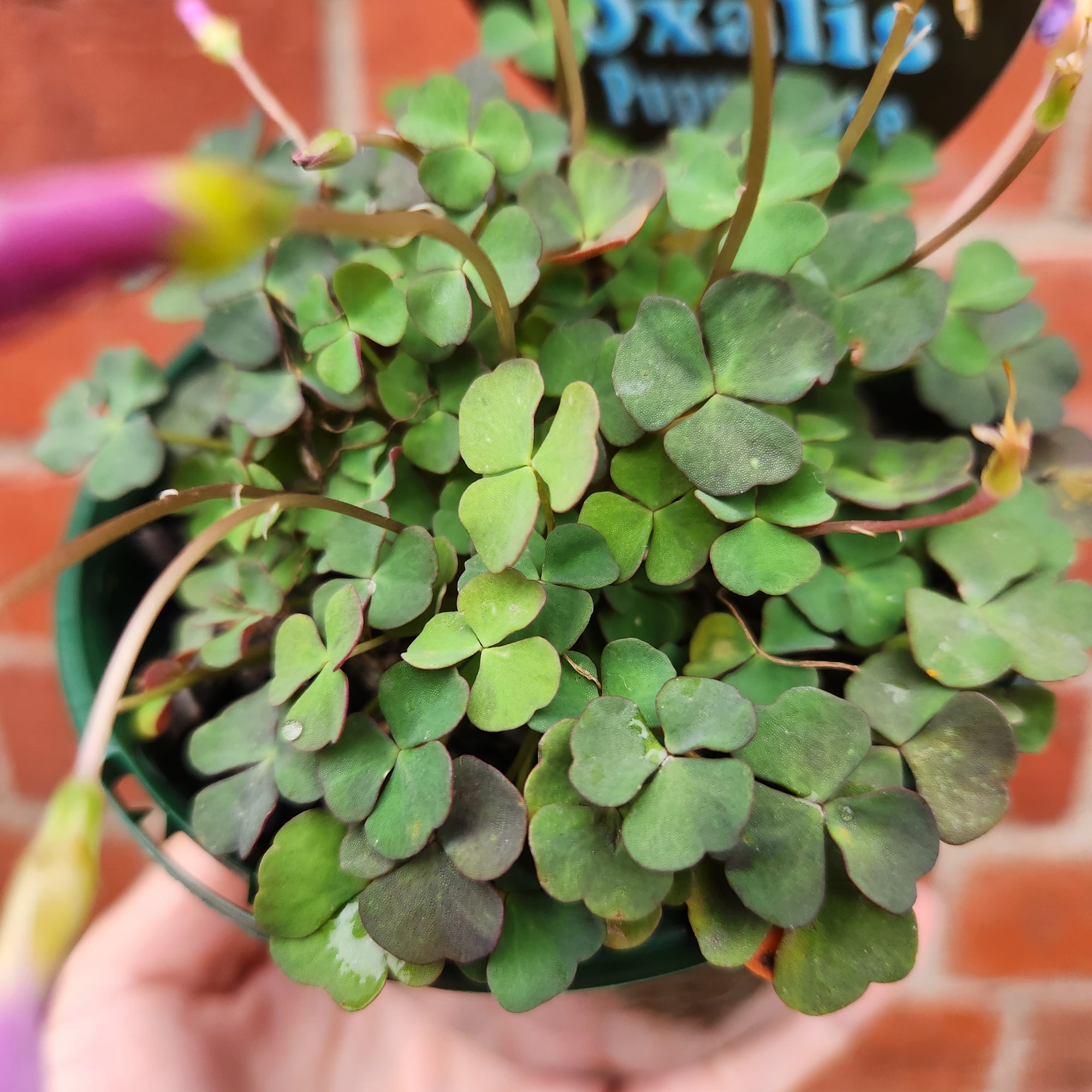 Oxalis Puppy Lova - 10cm pot