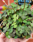 Oxalis Puppy Lova - 10cm pot