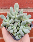 Pachyphytum Clavifolia - 7cm pot