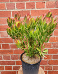 Leucadendron Summer Sun - 20cm pot