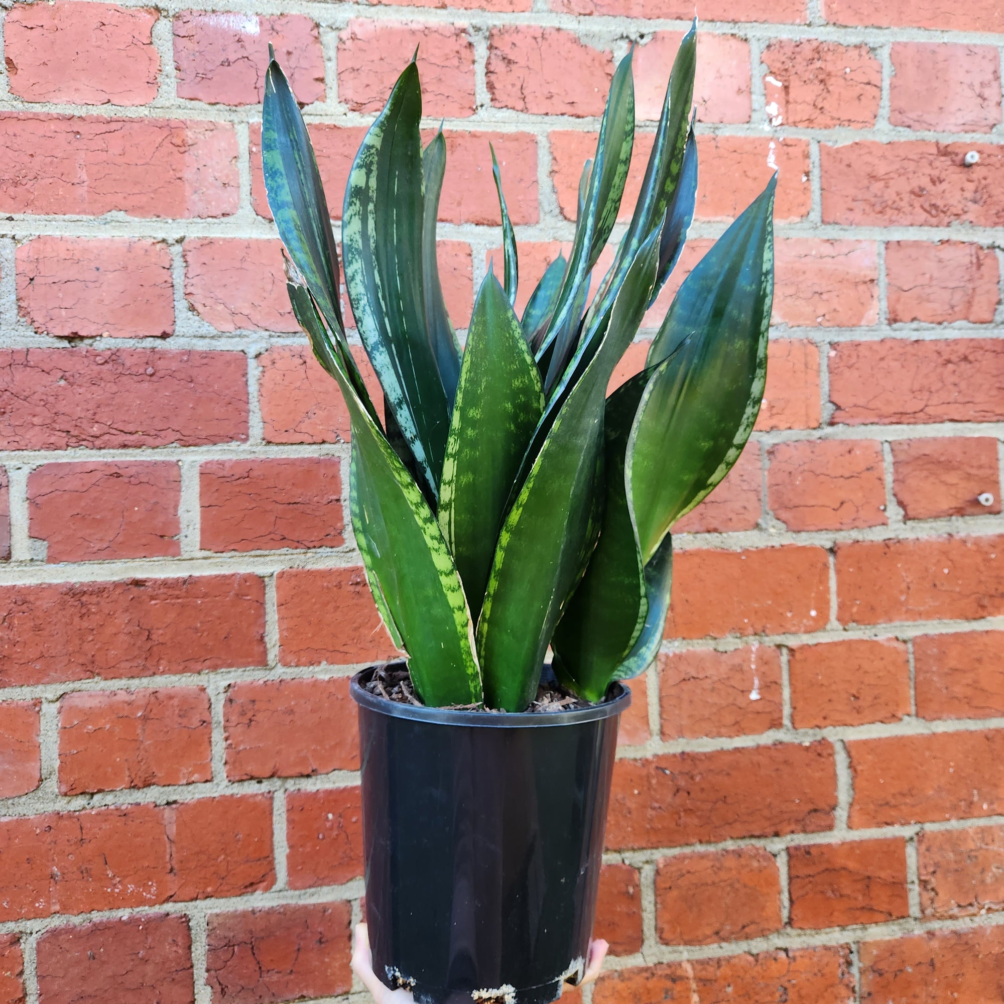 Sansevieria Whitney - 17cm Pot