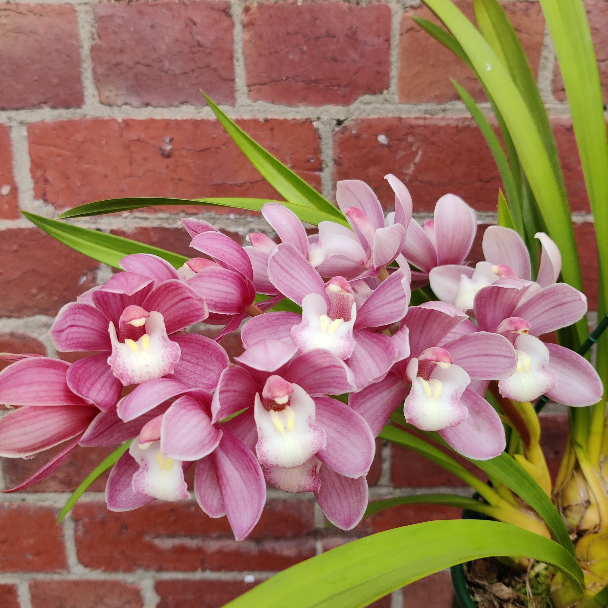Orchid - Cascading Cymbidium Pink - 5 flower spikes - 17cm Hanging Basket
