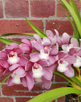 Orchid - Cascading Cymbidium Pink - 5 flower spikes - 17cm Hanging Basket