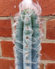 Pilocereus Palmeri Cactus - 15cm pot