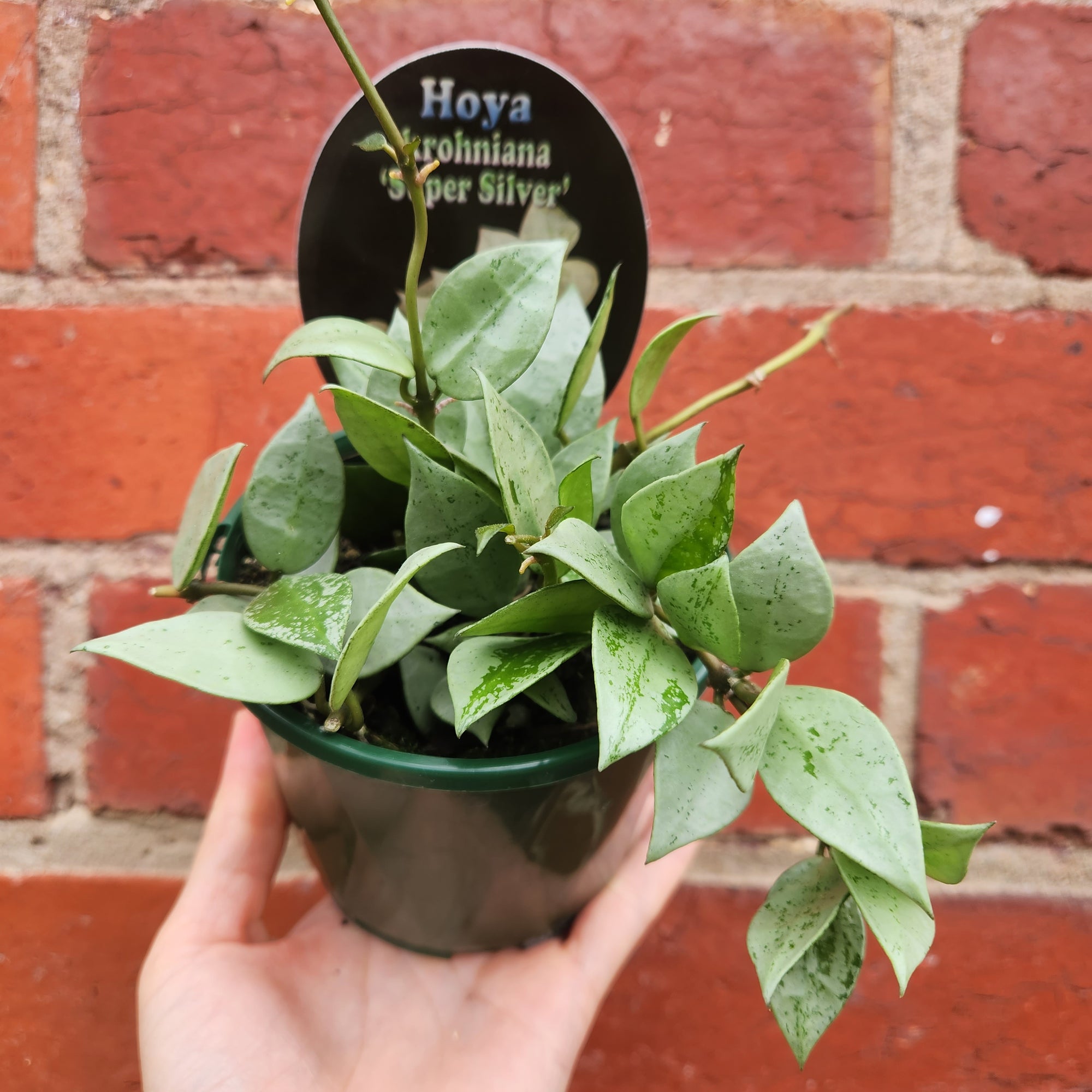 Hoya - Krohniana 'Super Silver' - 10cm pot