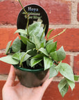 Hoya - Krohniana 'Super Silver' - 10cm pot