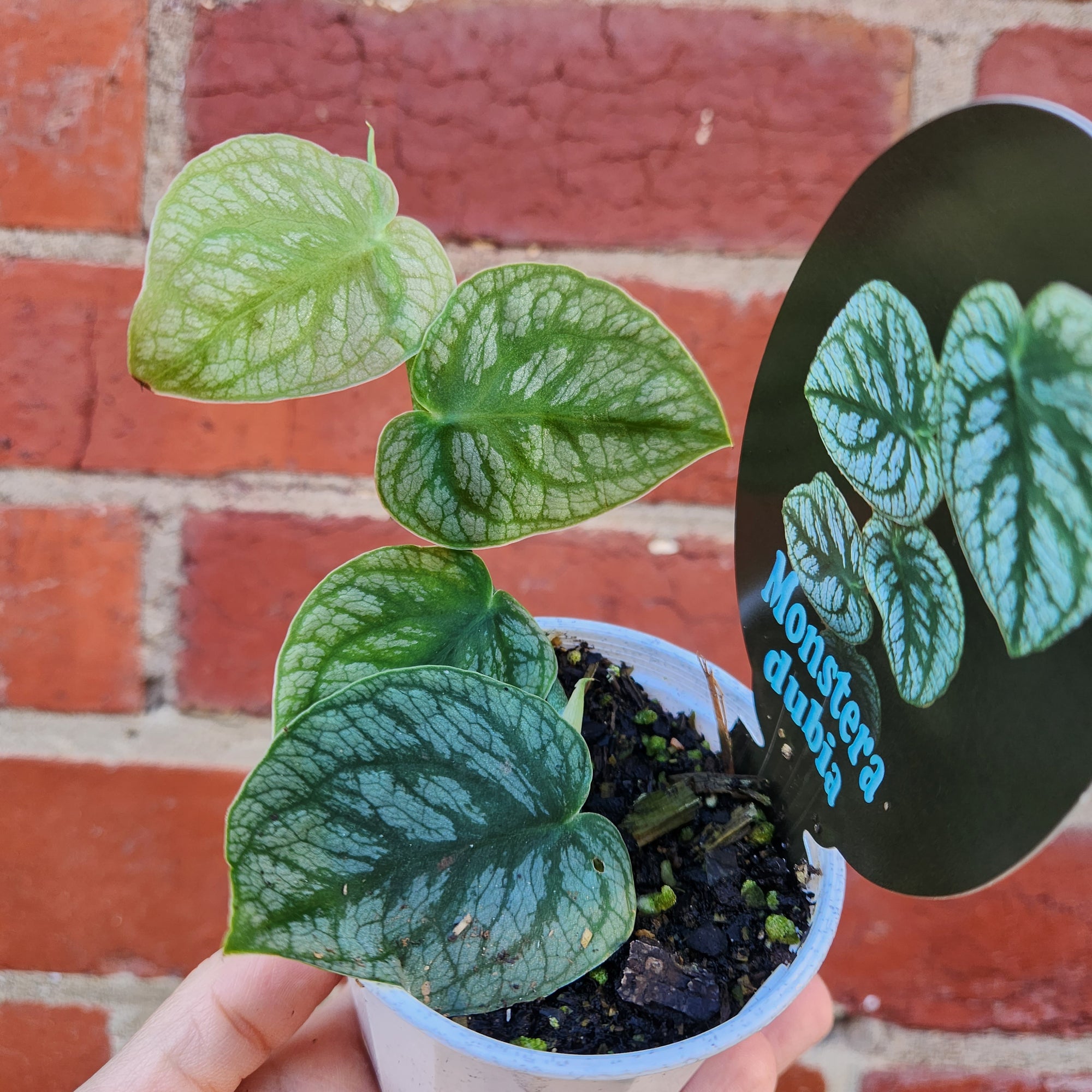 Monstera Dubia - 7cm pot
