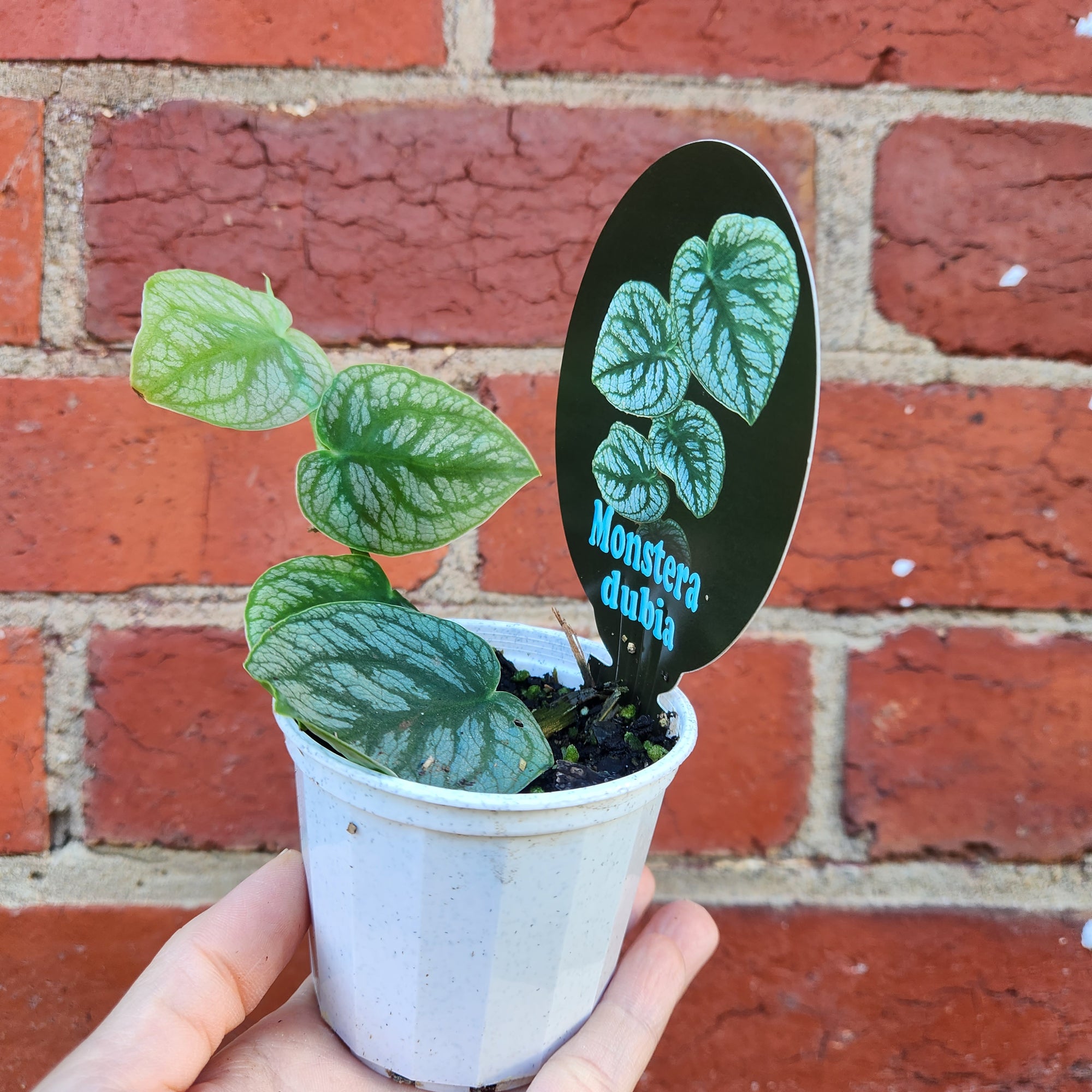 Monstera Dubia - 7cm pot