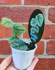 Monstera Dubia - 7cm pot