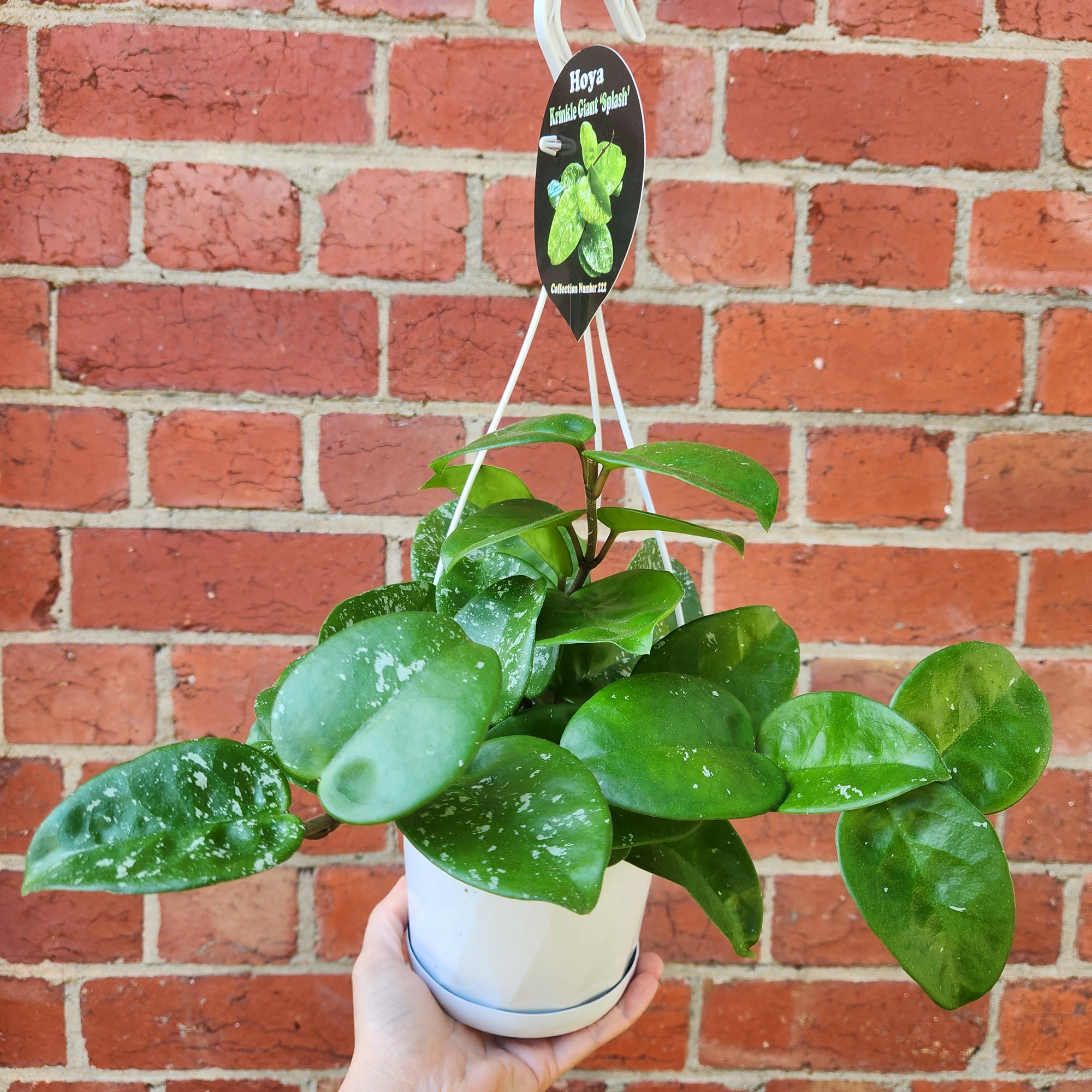 Hoya - Krinkle Giant 'Splash' (no. 222) - 13cm HB