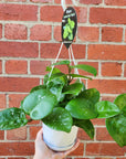 Hoya - Krinkle Giant 'Splash' (no. 222) - 13cm HB