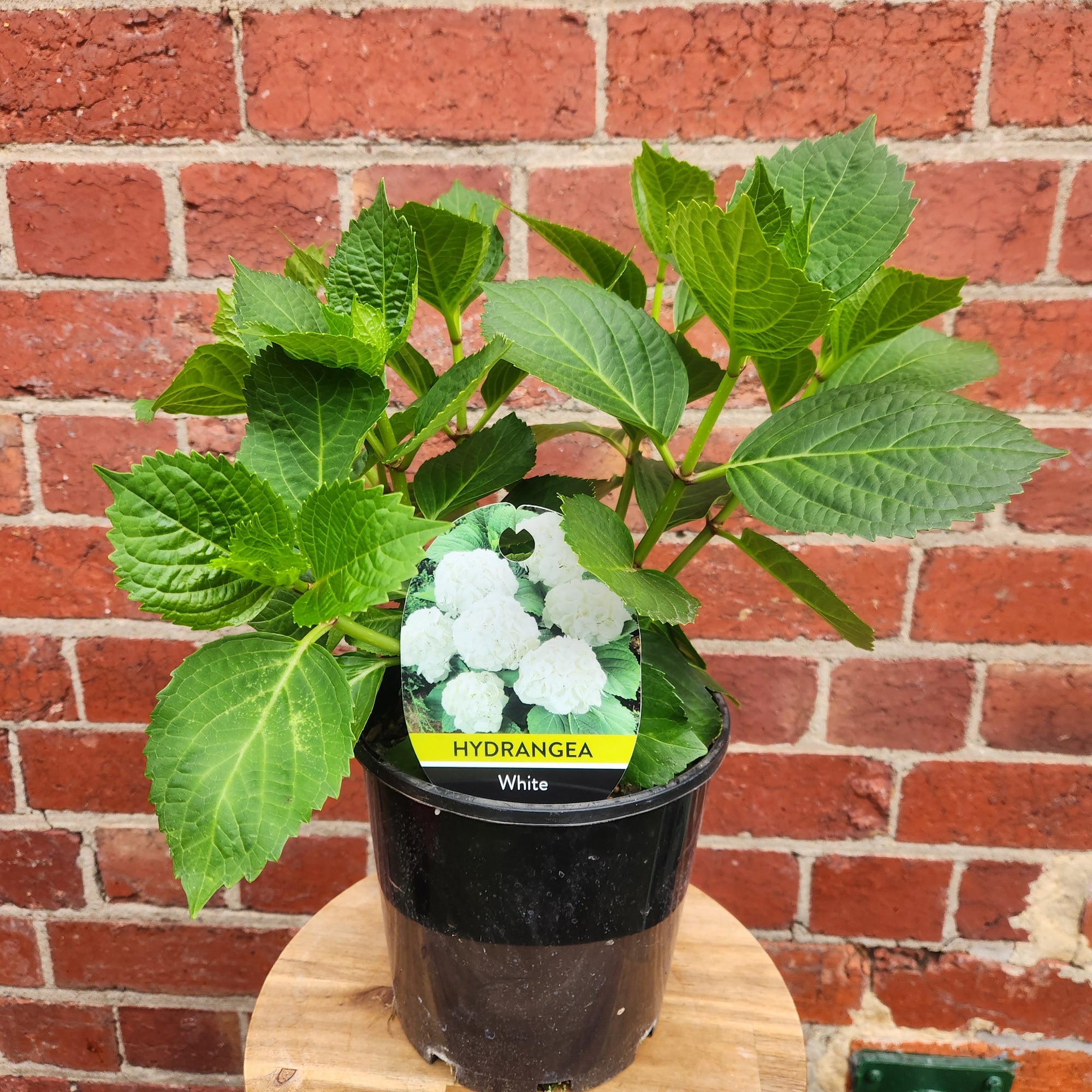 Hydrangea Macrophylla White - 18cm pot