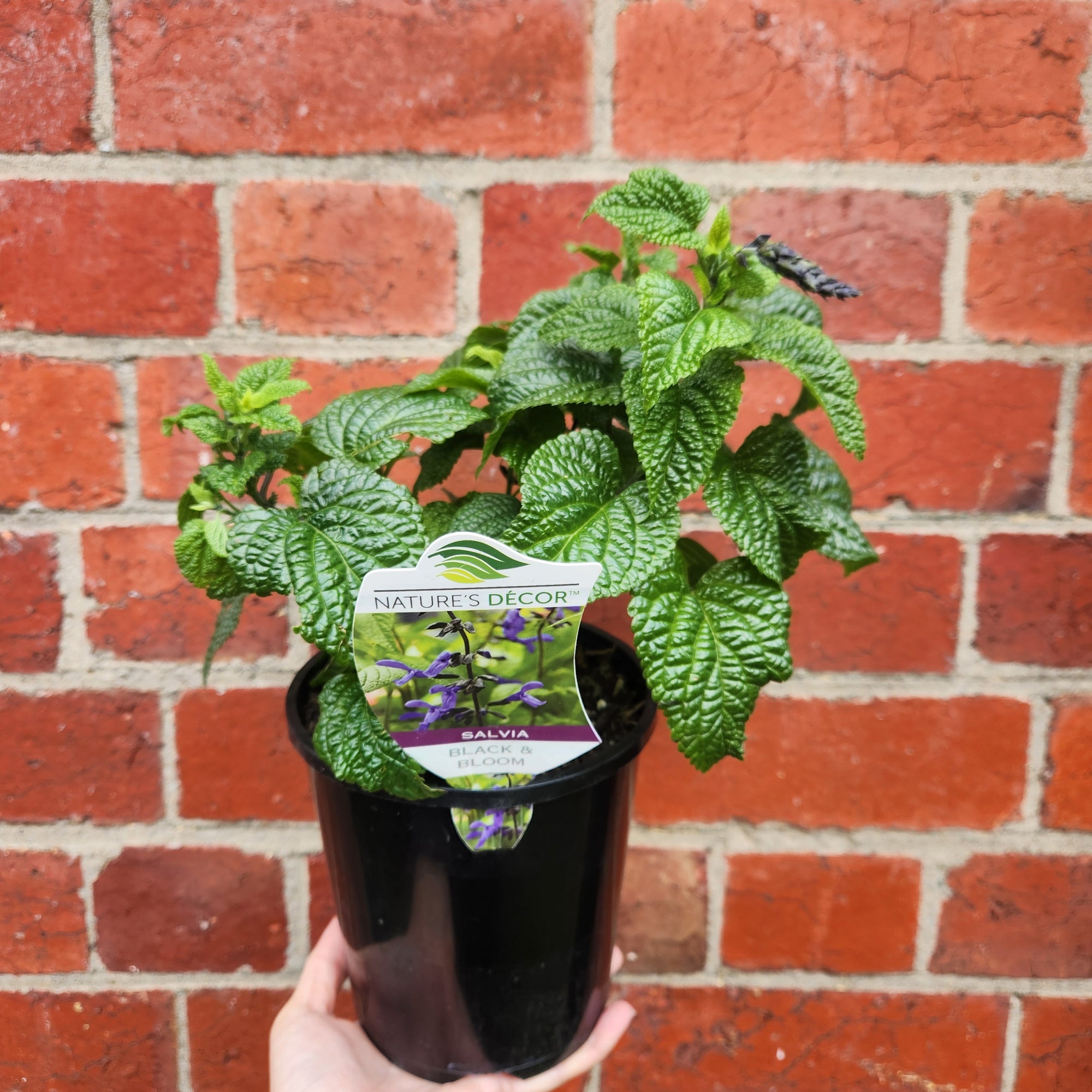 Salvia guar Black & Bloom - 14cm pot