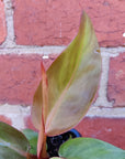 Baby Plant - Philodendron Sun Red