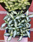 Baby Plant - Fittonia Snow