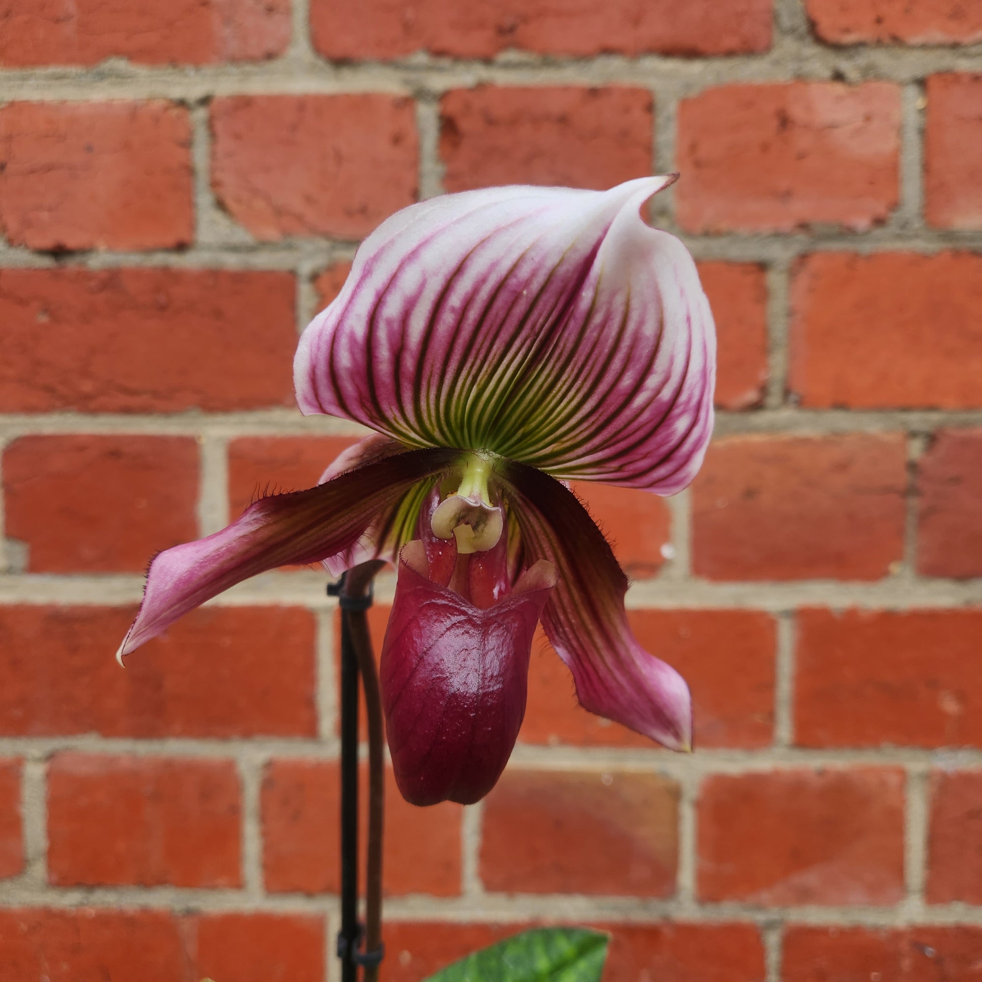 Slipper orchid - 10cm pot
