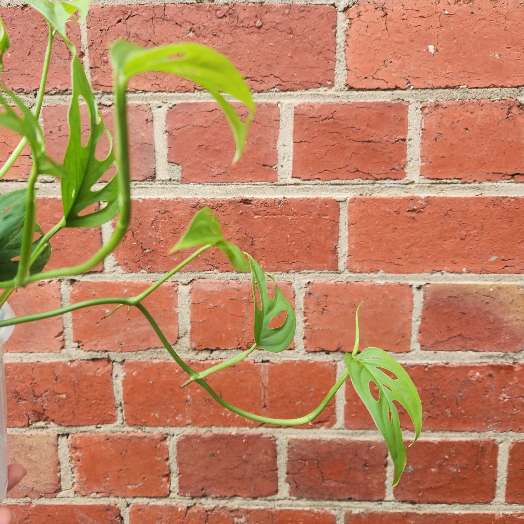 Monstera Friedrichsthalii - 13cm Pot