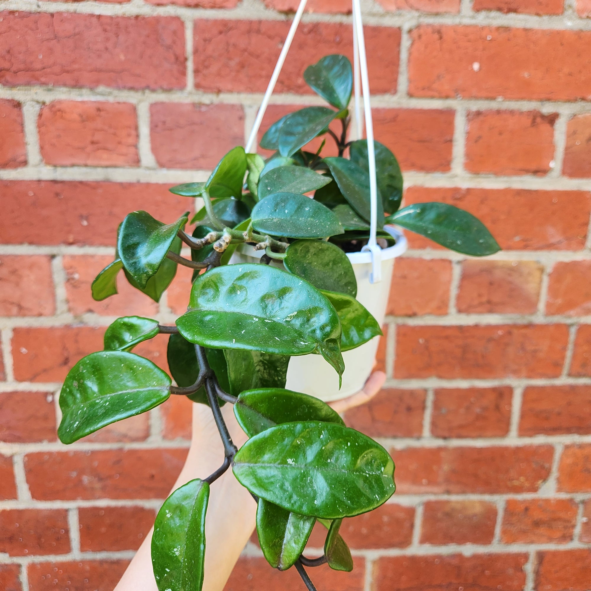 Hoya - Krinkle 'Rubra' (no. 190) - 13cm HB