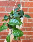 Hoya - Krinkle 'Rubra' (no. 190) - 13cm HB