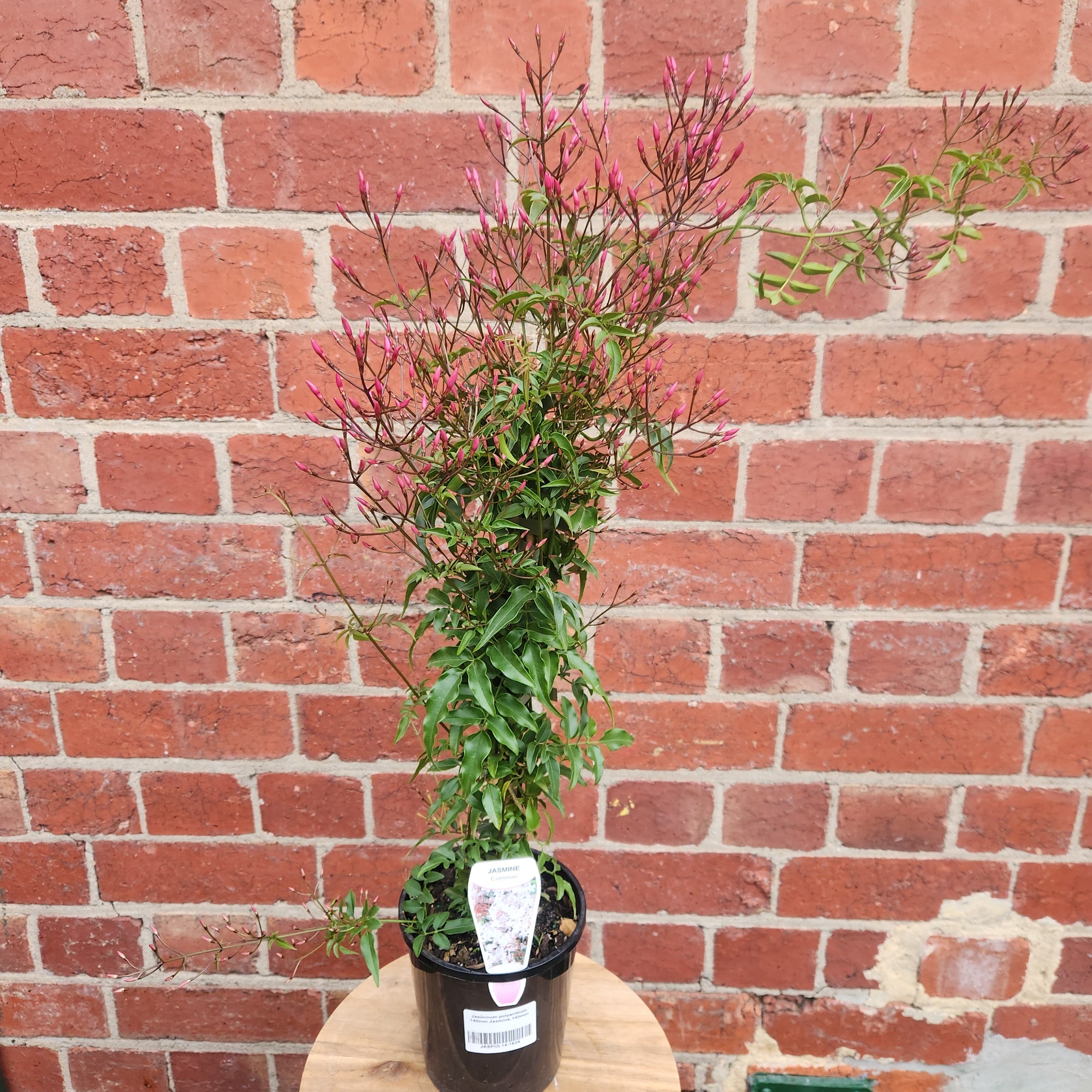 Star Jasmine - 14cm pot