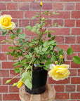 David Austin Rose - The Poet's Wife - 20cm pot