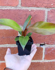 Baby Plant - Philodendron Sun Red