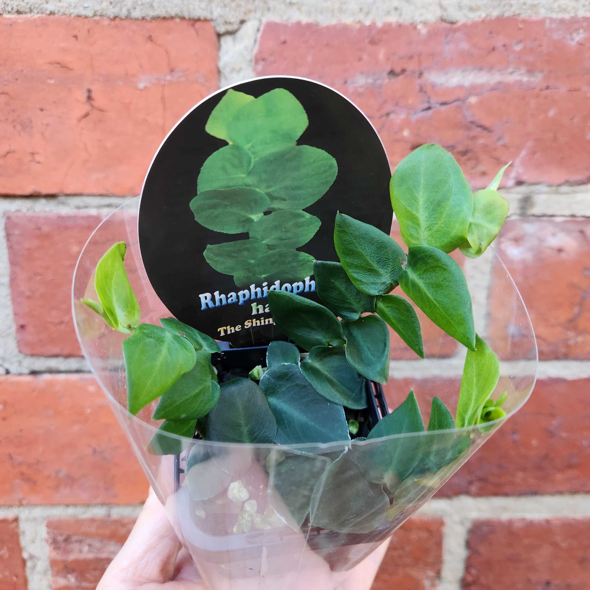Rhaphidophora hayi The Shingle Plant - 7cm pot