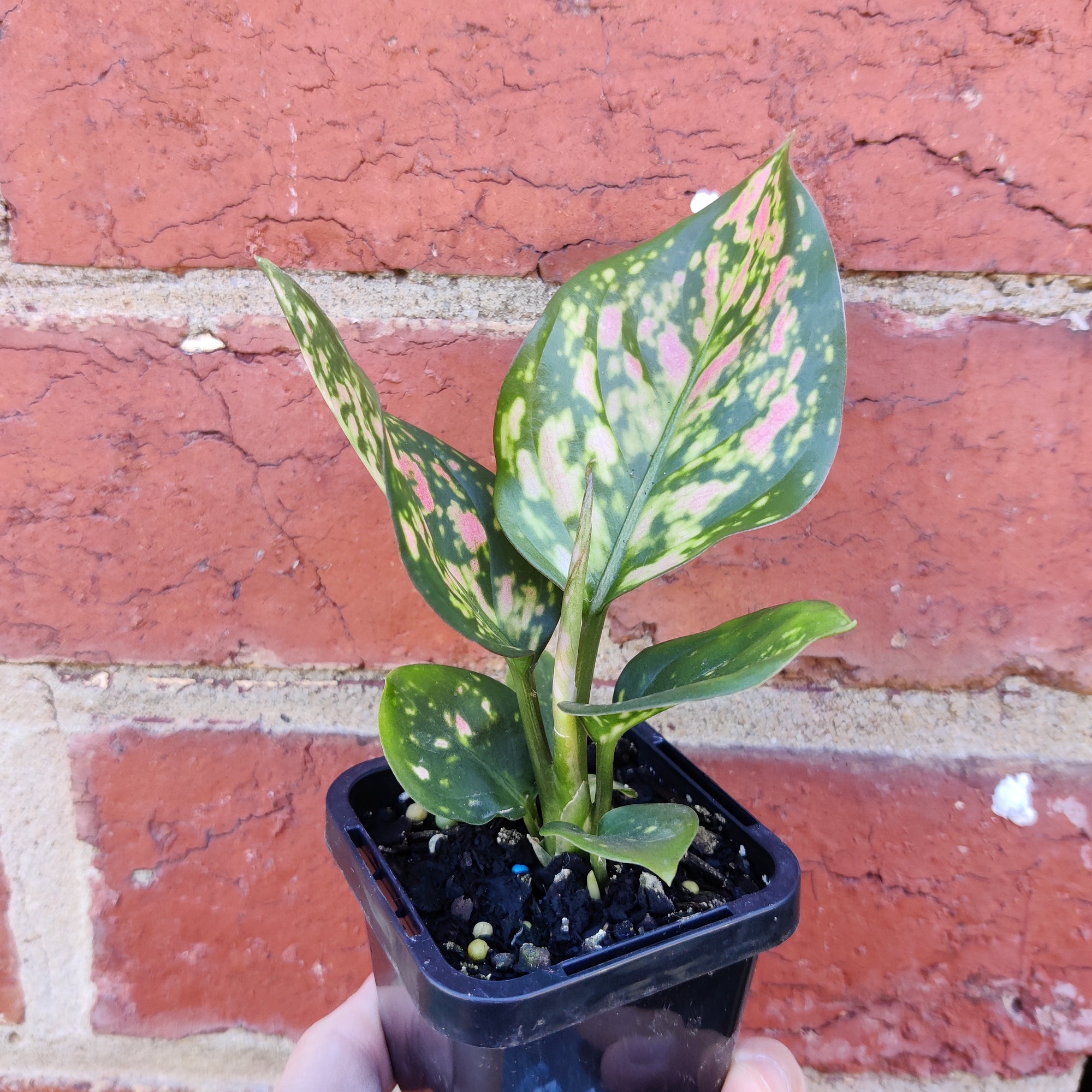 Baby Plant - Aglaonema Lady Valentine - 7cm pot