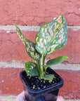 Baby Plant - Aglaonema Lady Valentine - 7cm pot