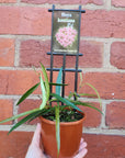 Hoya - Kentiana (no. 45) - 10cm pot