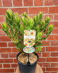 Leucadendron Summer Sun - 20cm pot