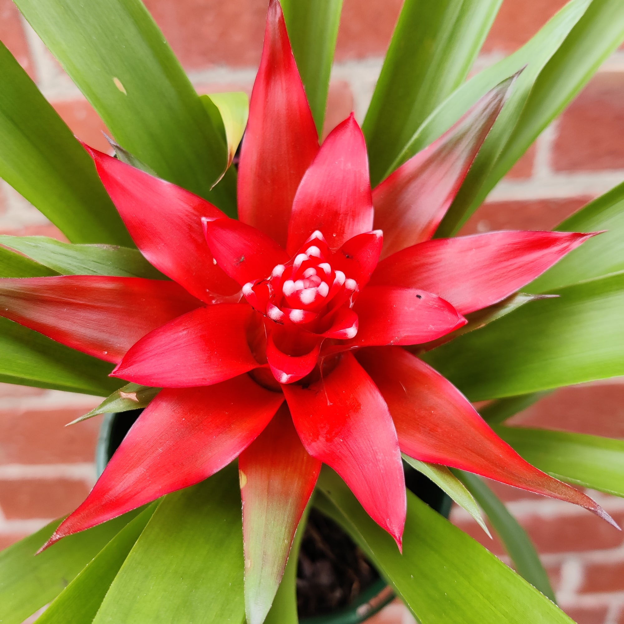 Bromeliad - 14cm Pot