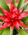 Bromeliad - 14cm Pot