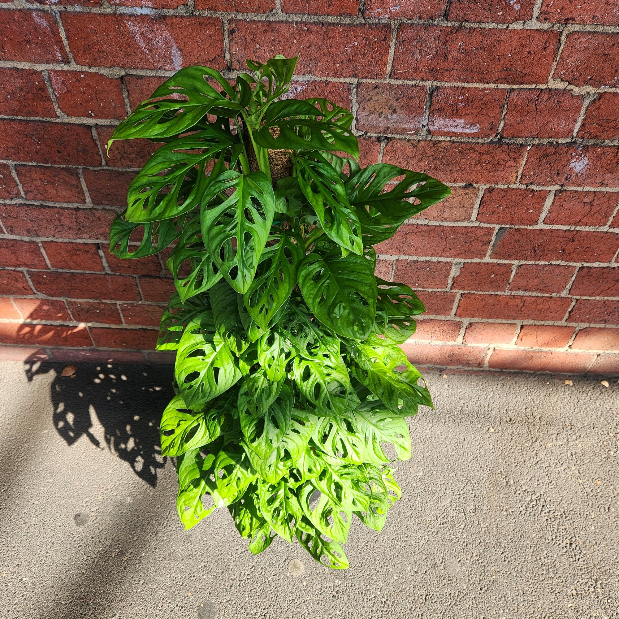 Swiss Cheese (Monstera Adansonii) - 20cm Pot