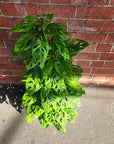 Swiss Cheese (Monstera Adansonii) - 20cm Pot