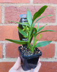Baby Plant - Dracaena Sanderiana