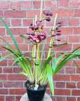 Orchid - Cymbidium 18cm pot (Burgundy)