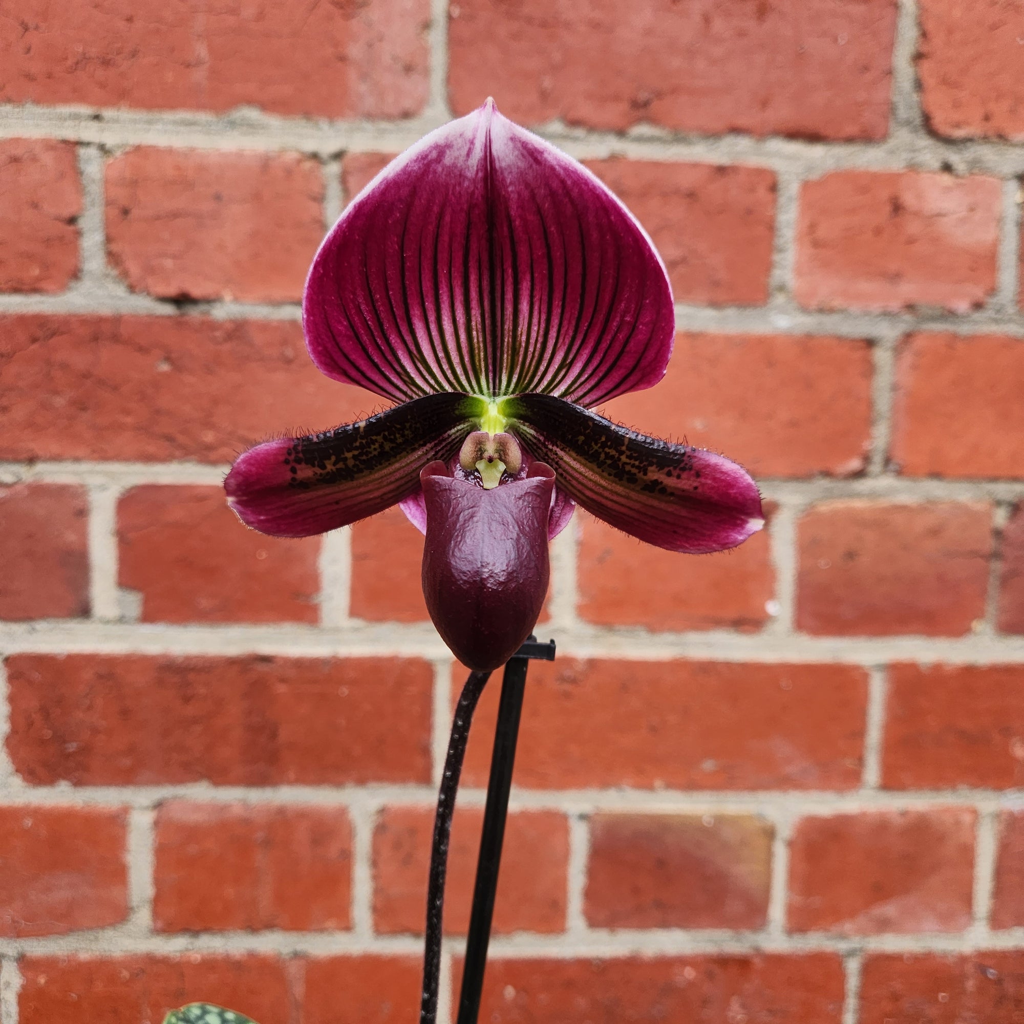 Slipper orchid - 10cm pot