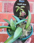 Hoya - Wayetii (no. 175) - 10cm pot